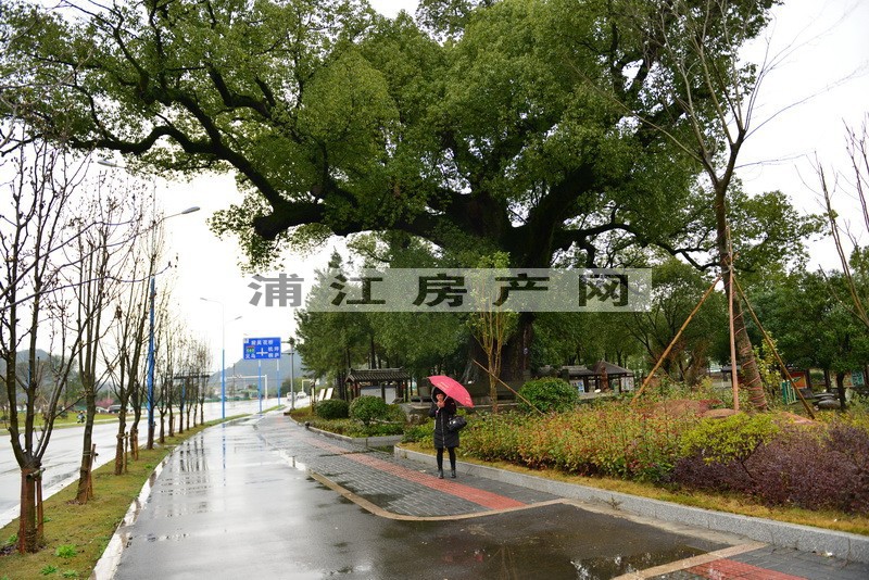 实景图